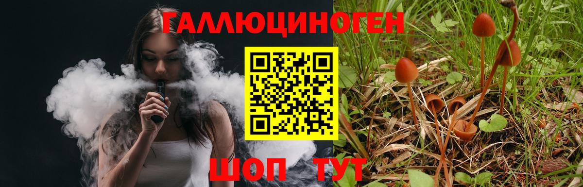 Псилоцибиновые грибы Psilocybe Вязники